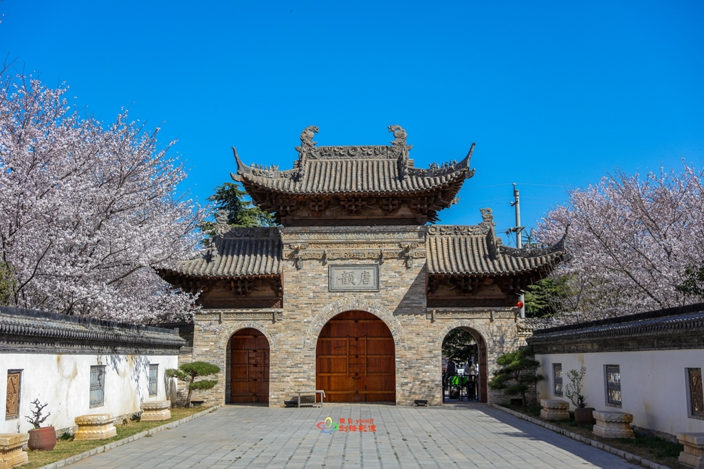 鄢陵唐韵樱花开