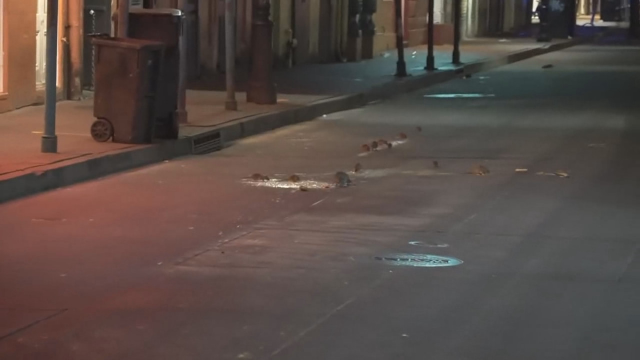 实拍疫情肆虐之下的美国城市：街头人迹寥寥 老鼠过街无人喊打