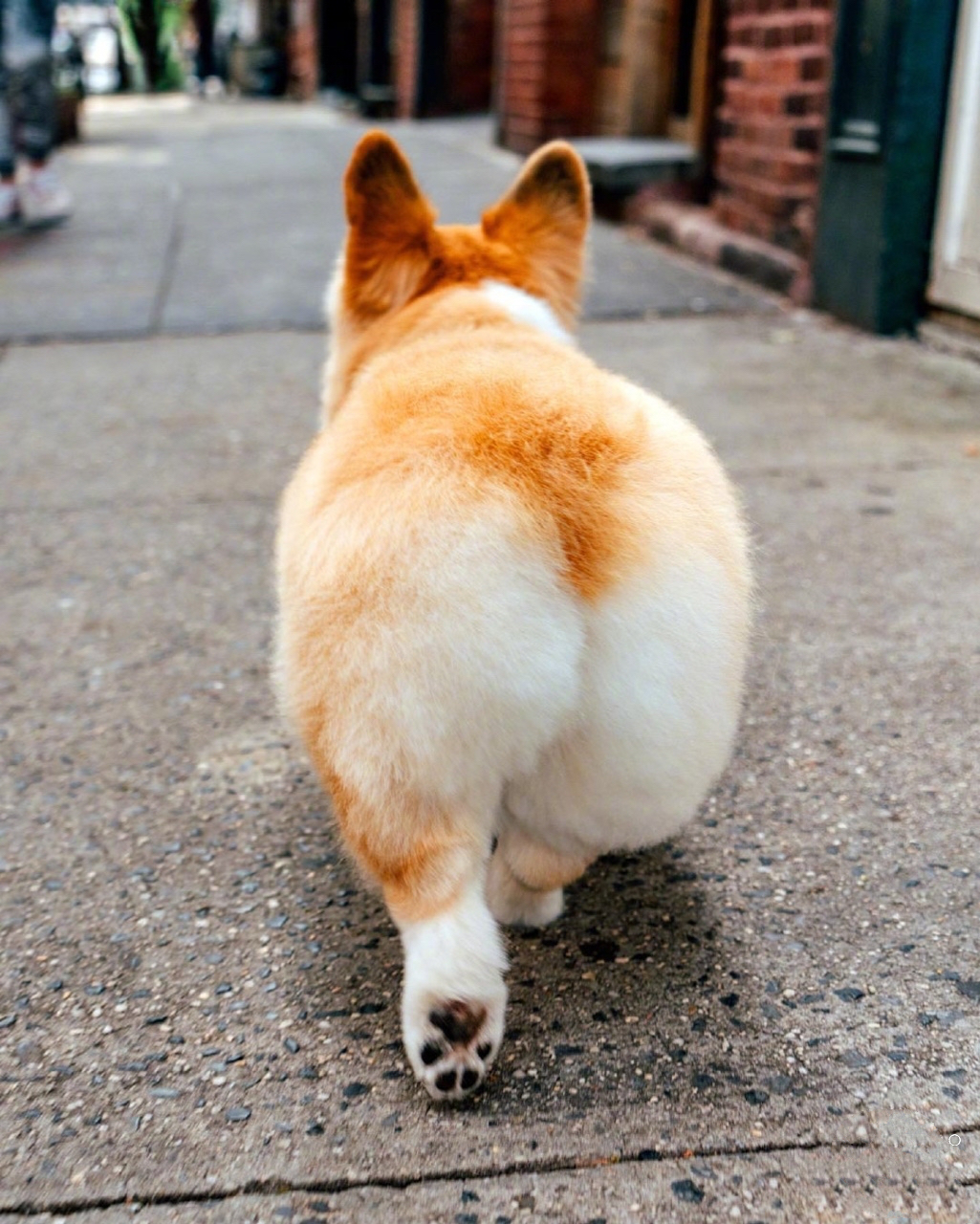 小短腿儿柯基行走的蜜桃