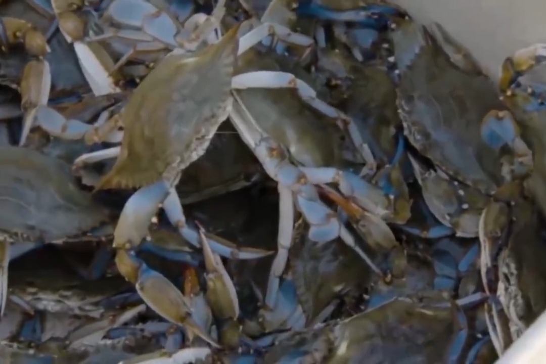 老人养了只大螃蟹6年，子孙回家看到门都不敢进