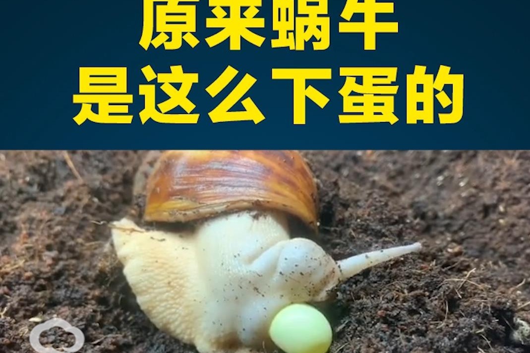 你知道吗 原来蜗牛是这么下蛋的 #蜗牛 #下蛋 #大千世界无奇不有