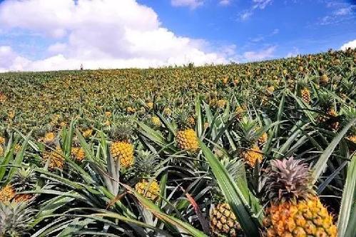 题:直播风起"菠萝的海"新华社记者吴涛,詹奕嘉,黄垚3月末的雷州半岛