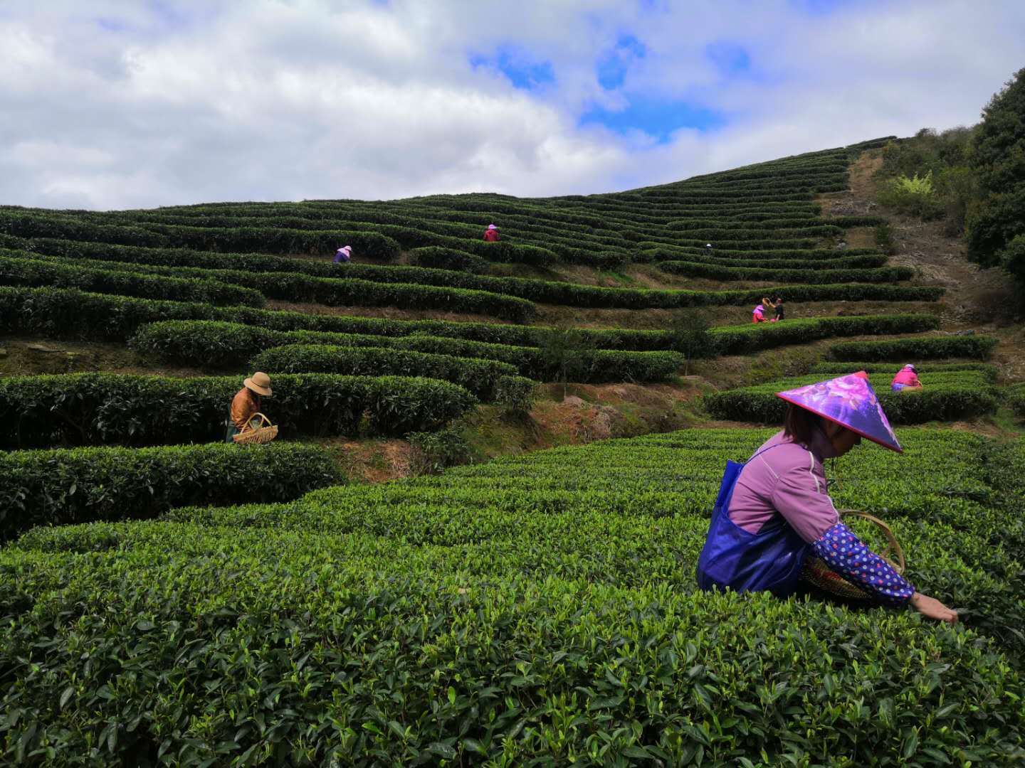 百年茶号"张元记",福鼎贯岭镇荒野白茶,有机白茶基地