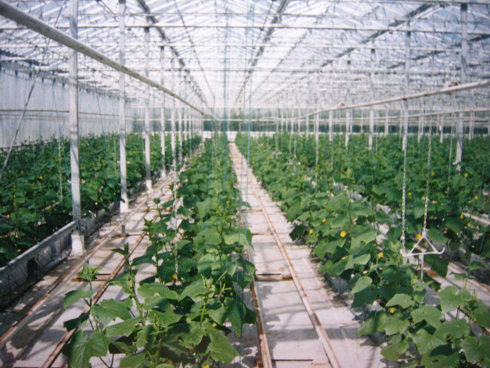 上海浦东,孙桥农业园(二)__凤凰网