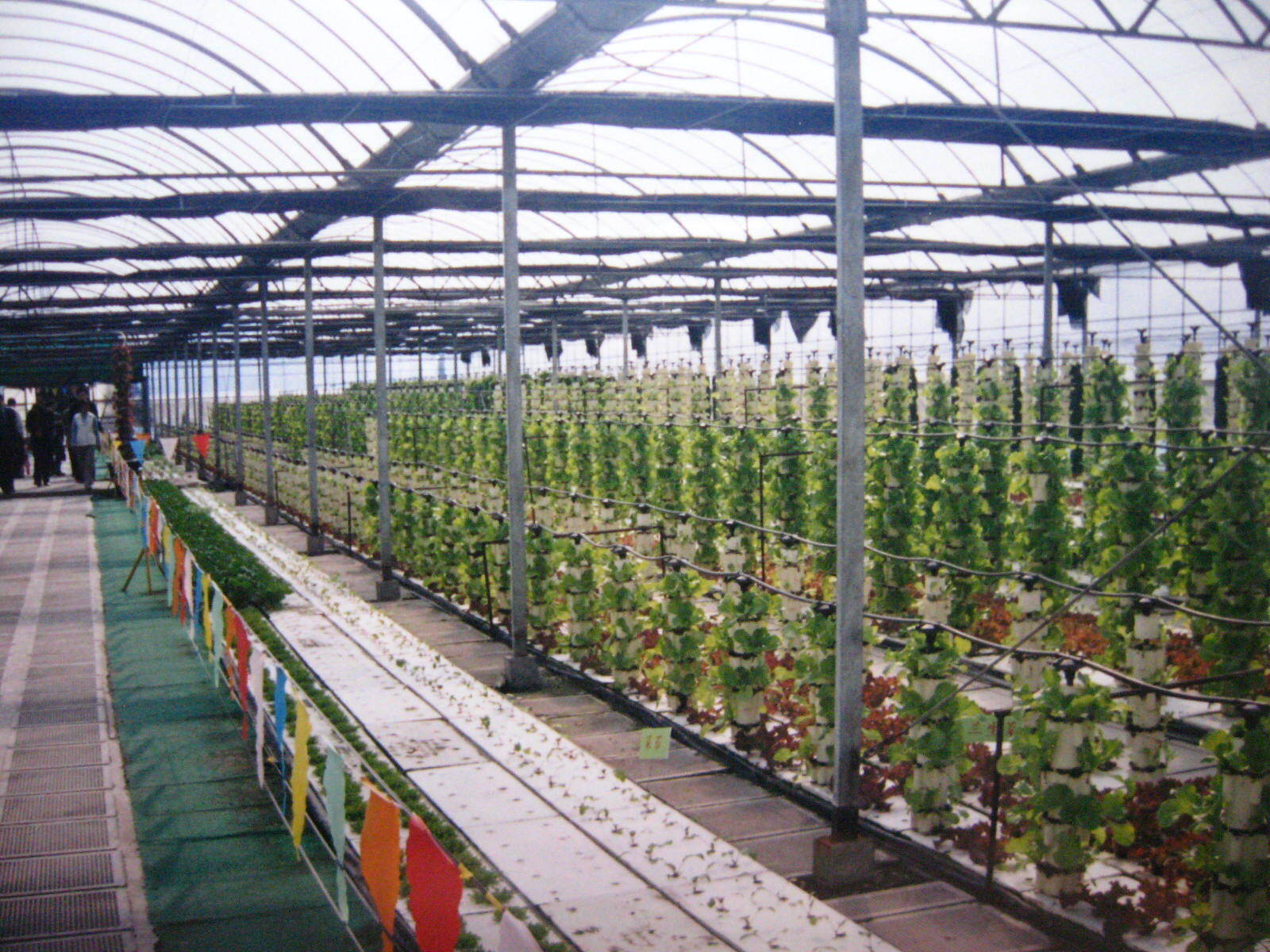 上海浦东,孙桥农业园(二)__凤凰网