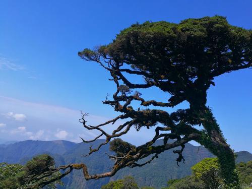 崖悬千年松.独思旷世远,修禅沐霞风.空谷托孤月