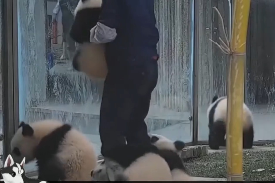 熊猫：奶爸来了，快扑倒他！差点笑翻了，镜头记录全过程！
