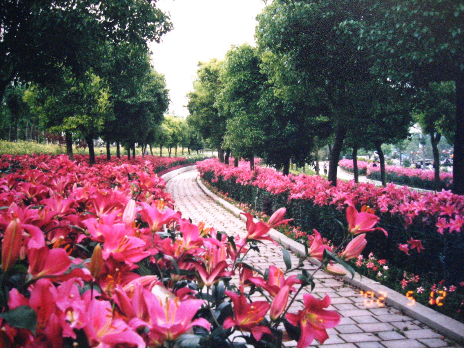 上海世纪公园花展图片
