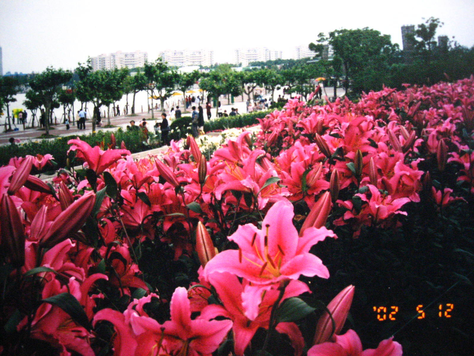 上海世纪公园花展图片