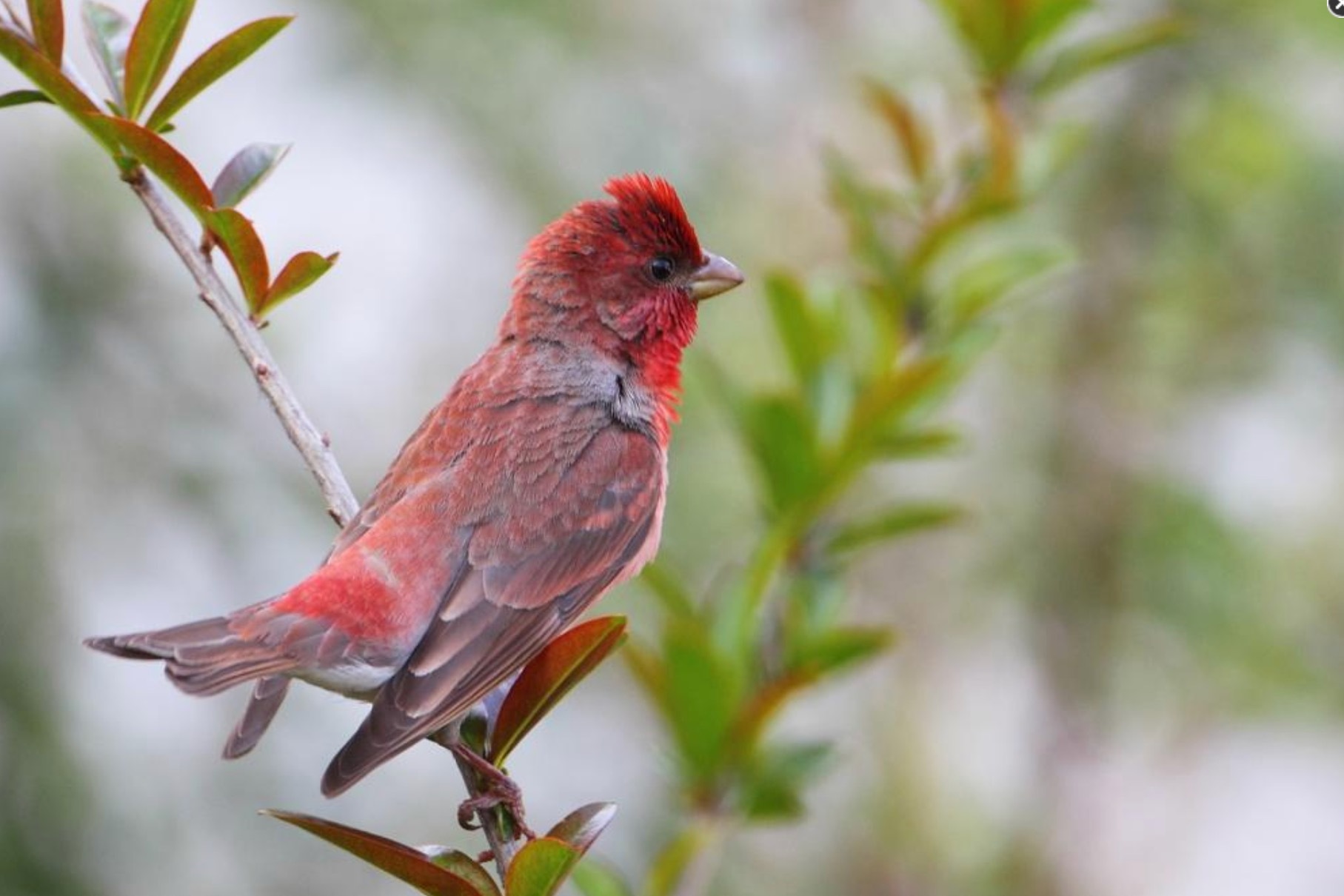 探纪自然普通朱雀不仅长得好看鸣声更是清脆悦耳