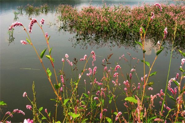 鼠思泣血何草不黄解析周易需于血出自穴