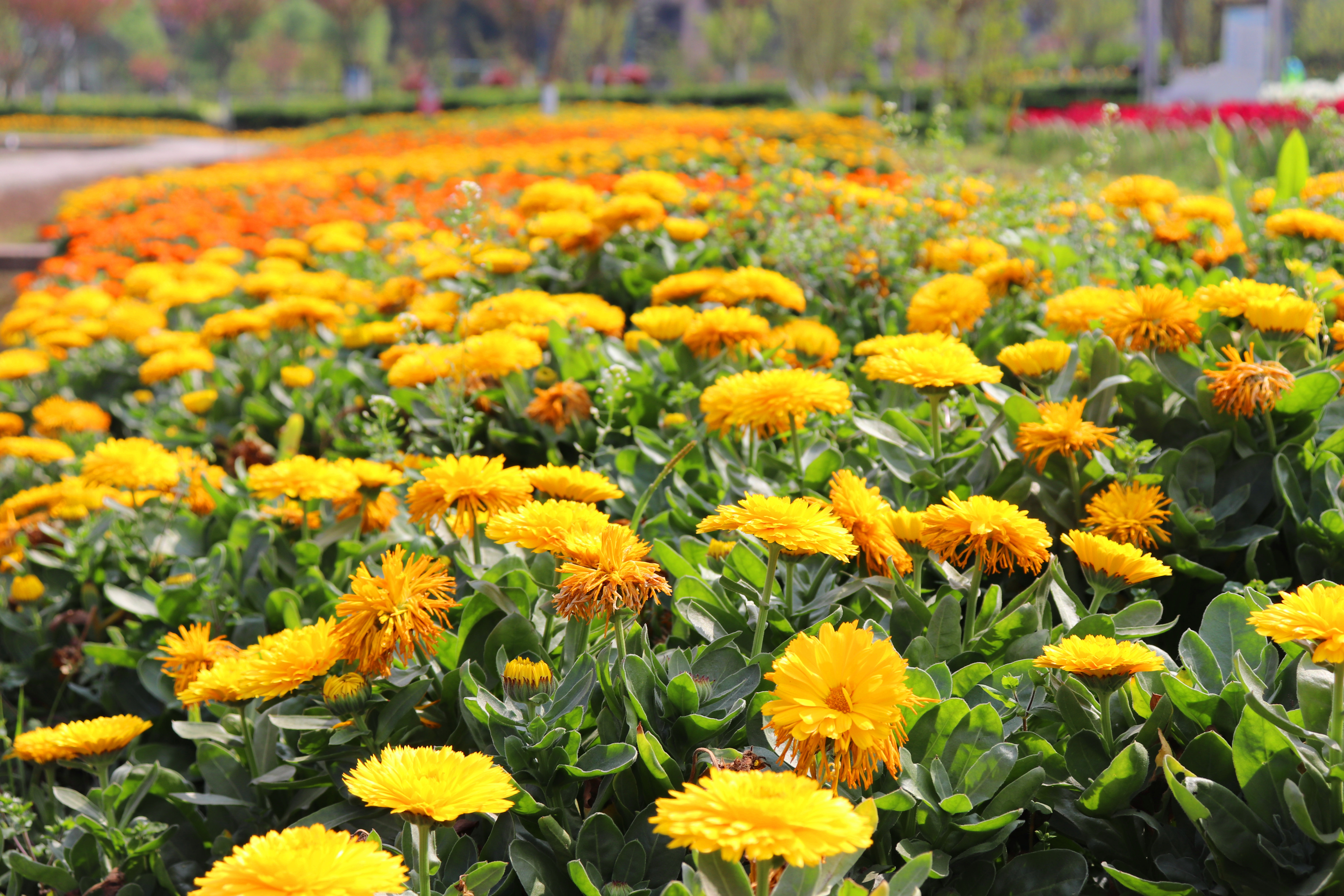 岳池县银城花海 春花灿烂之时__凤凰网