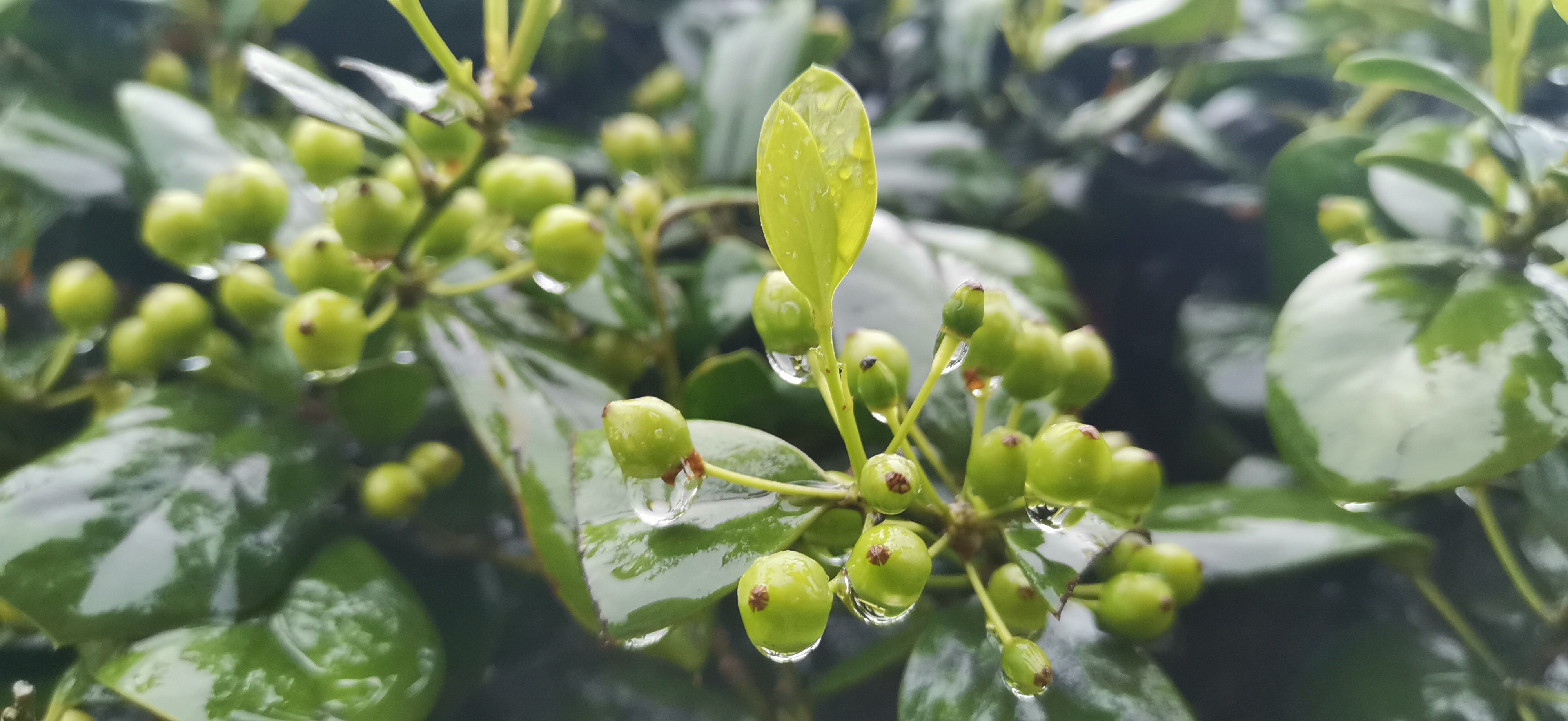 吉安視覺:無刺枸骨 在春雨滋潤下格外碧綠光亮