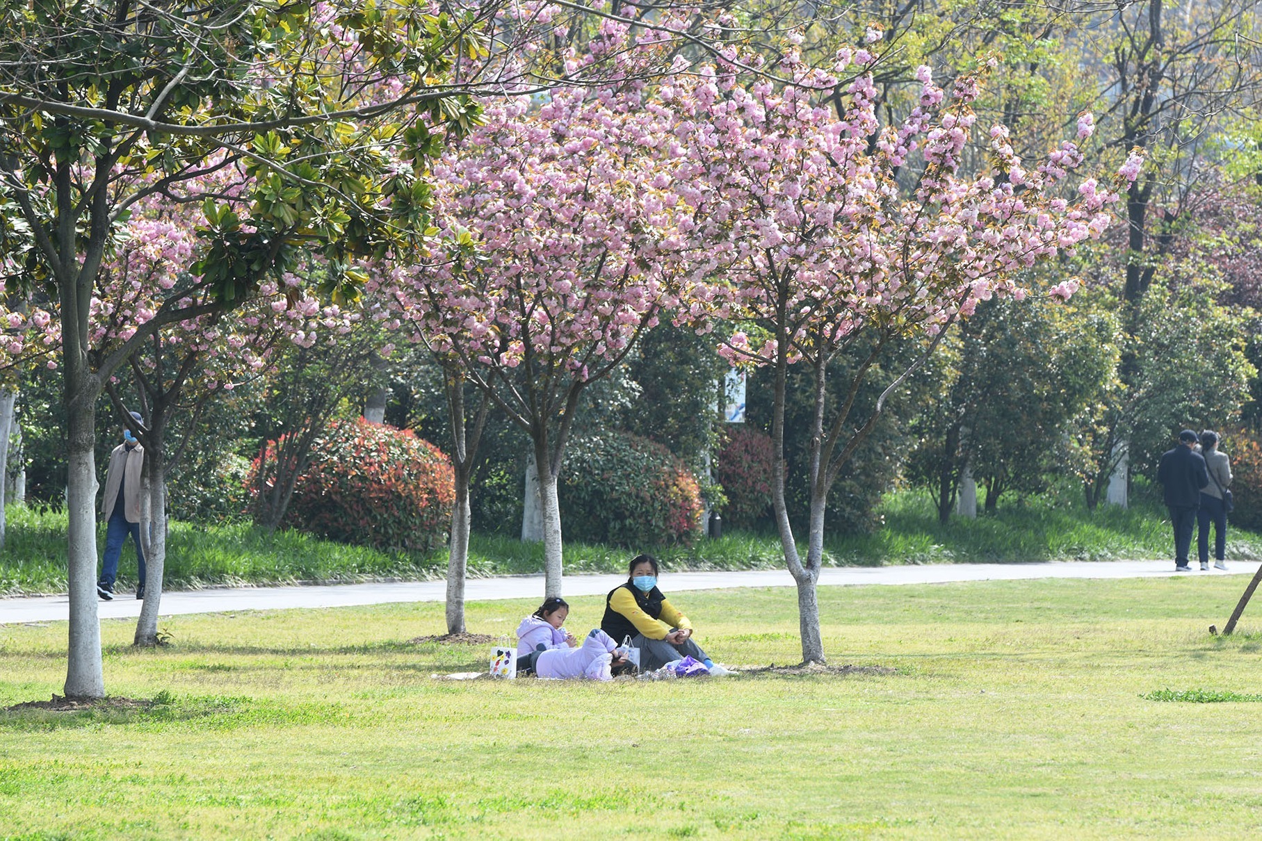 合肥杏花公园樱花盛开了，景色美极了