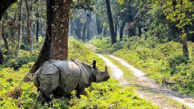 尼泊尔：一只大犀牛在街上闲逛 还假装追了追路人