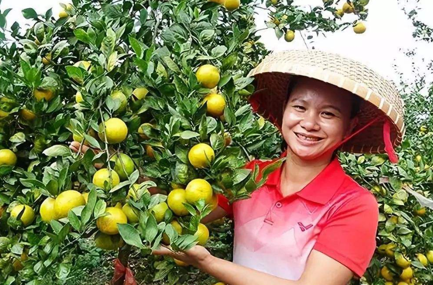 三农作者巧妇九妹年入千万现在辞职回农村做三农还能赚钱吗