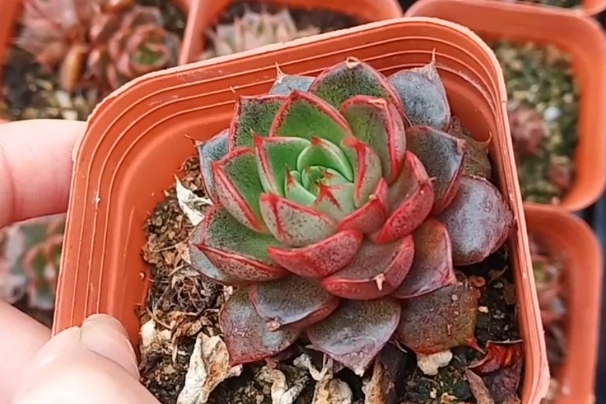 多肉基地中苗猫眼亮相多头单头都有你喜欢吗