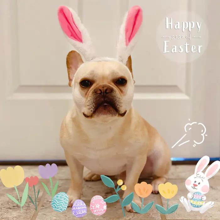 书远美国疫情日记 4 13 偶遇至尊公主号 聊聊留守美国的留学生 凤凰网