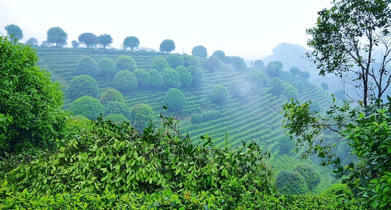 阳朔七仙峰茶场__凤凰网