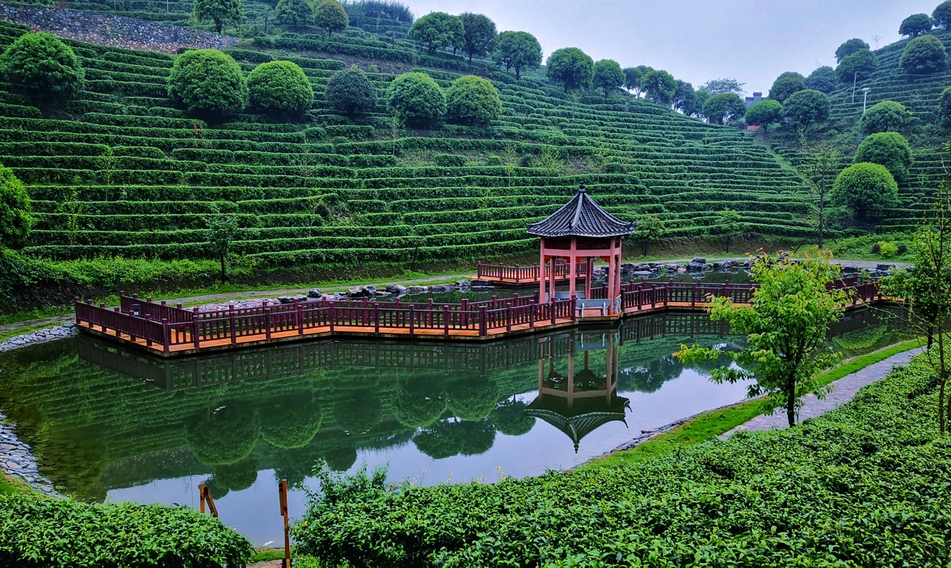 阳朔七仙峰茶场