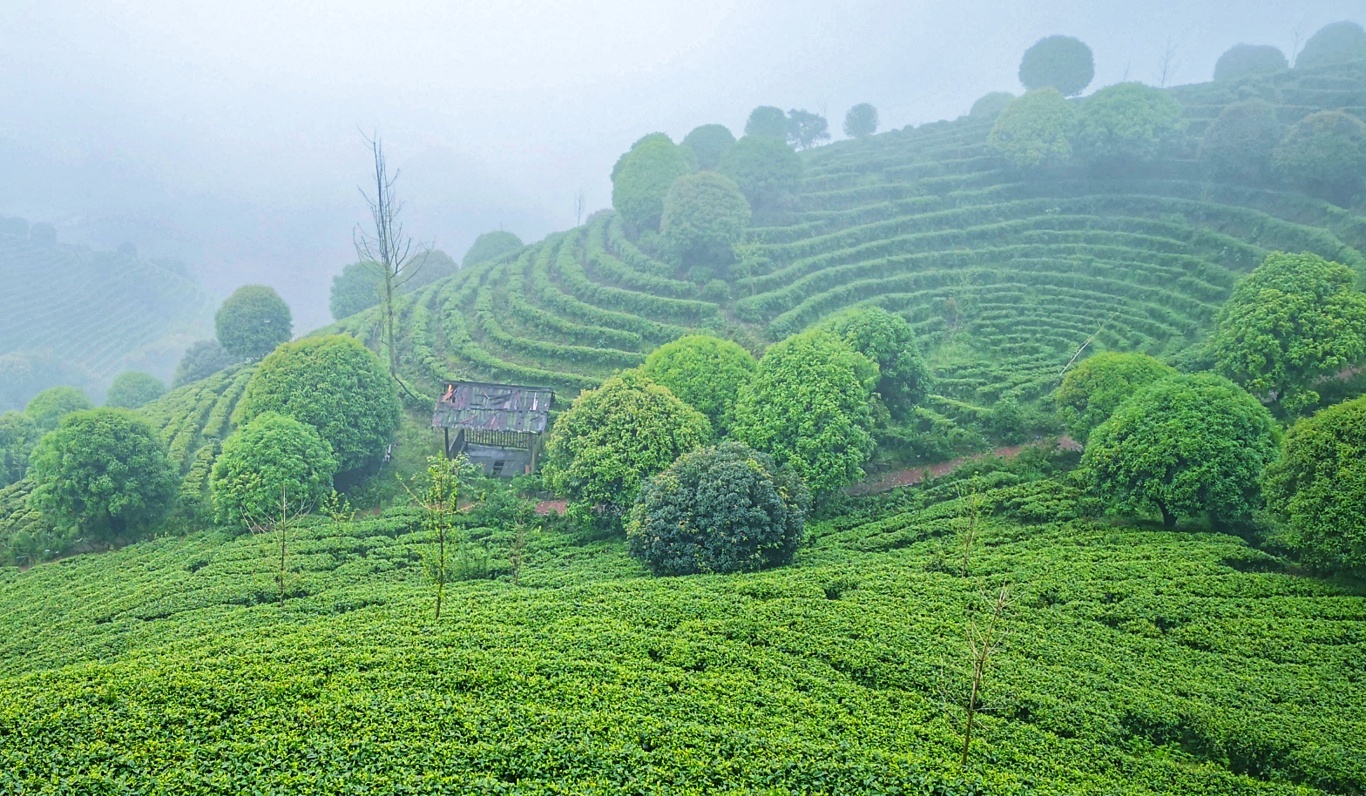 阳朔七仙峰茶场__凤凰网
