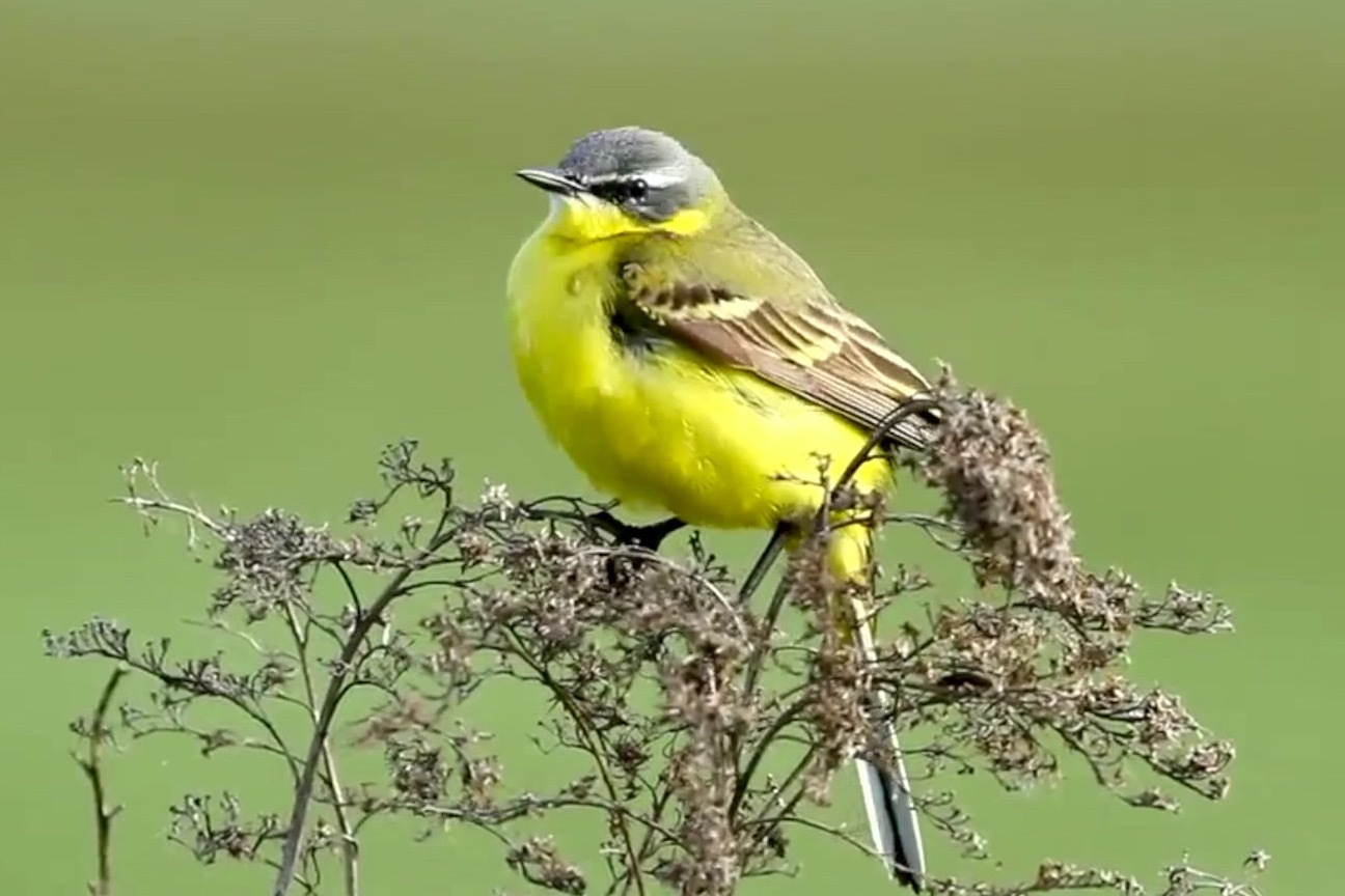 黄色的球球鸟我只是毛茸茸不是胖嘟嘟