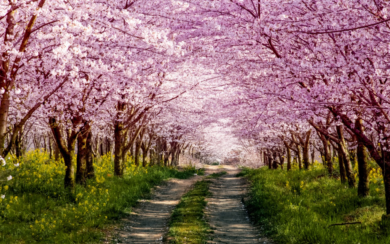 四月,看那樱花灿烂的一整个春天!