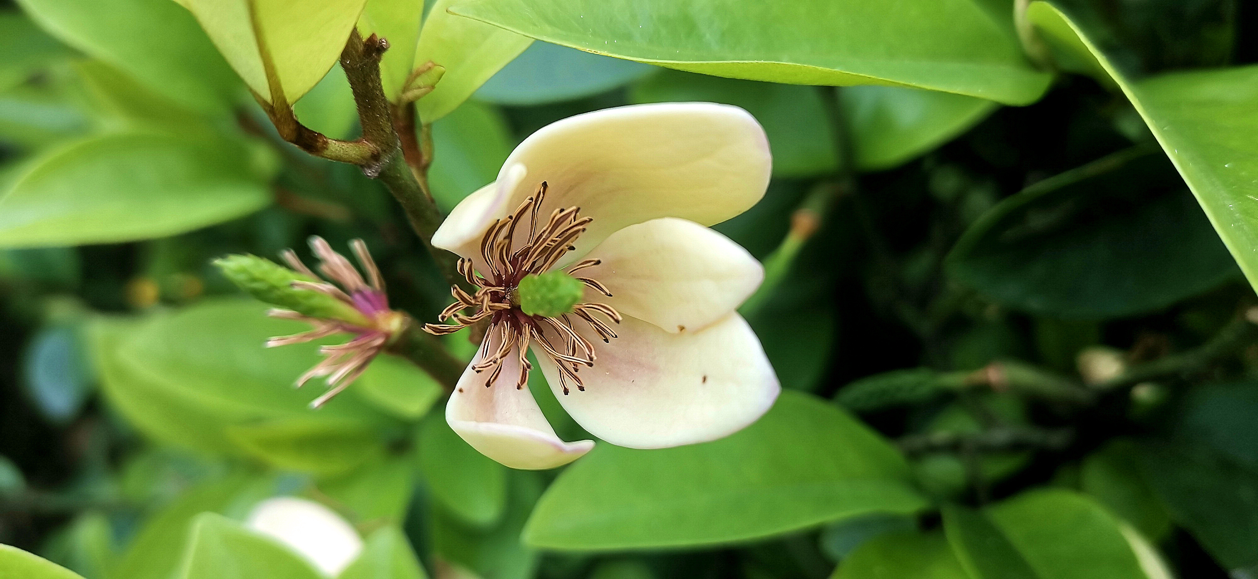 吉安视觉花开不露的含笑花浓浓花香让人沉醉