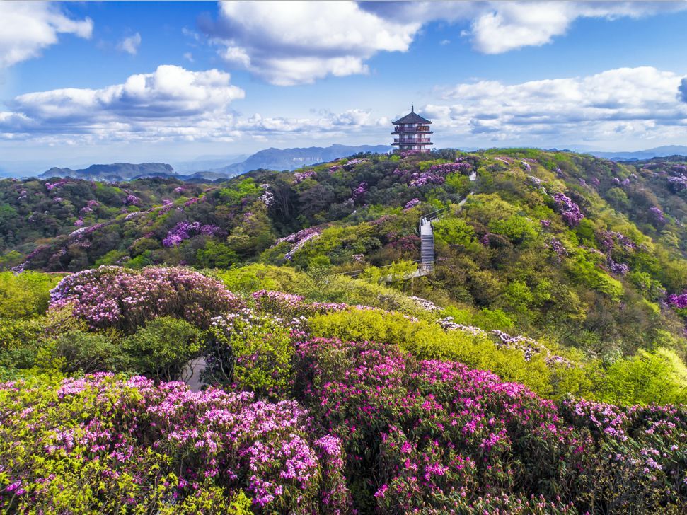 人间四月天重庆杜鹃满山似锦漫天花海简直不要太美