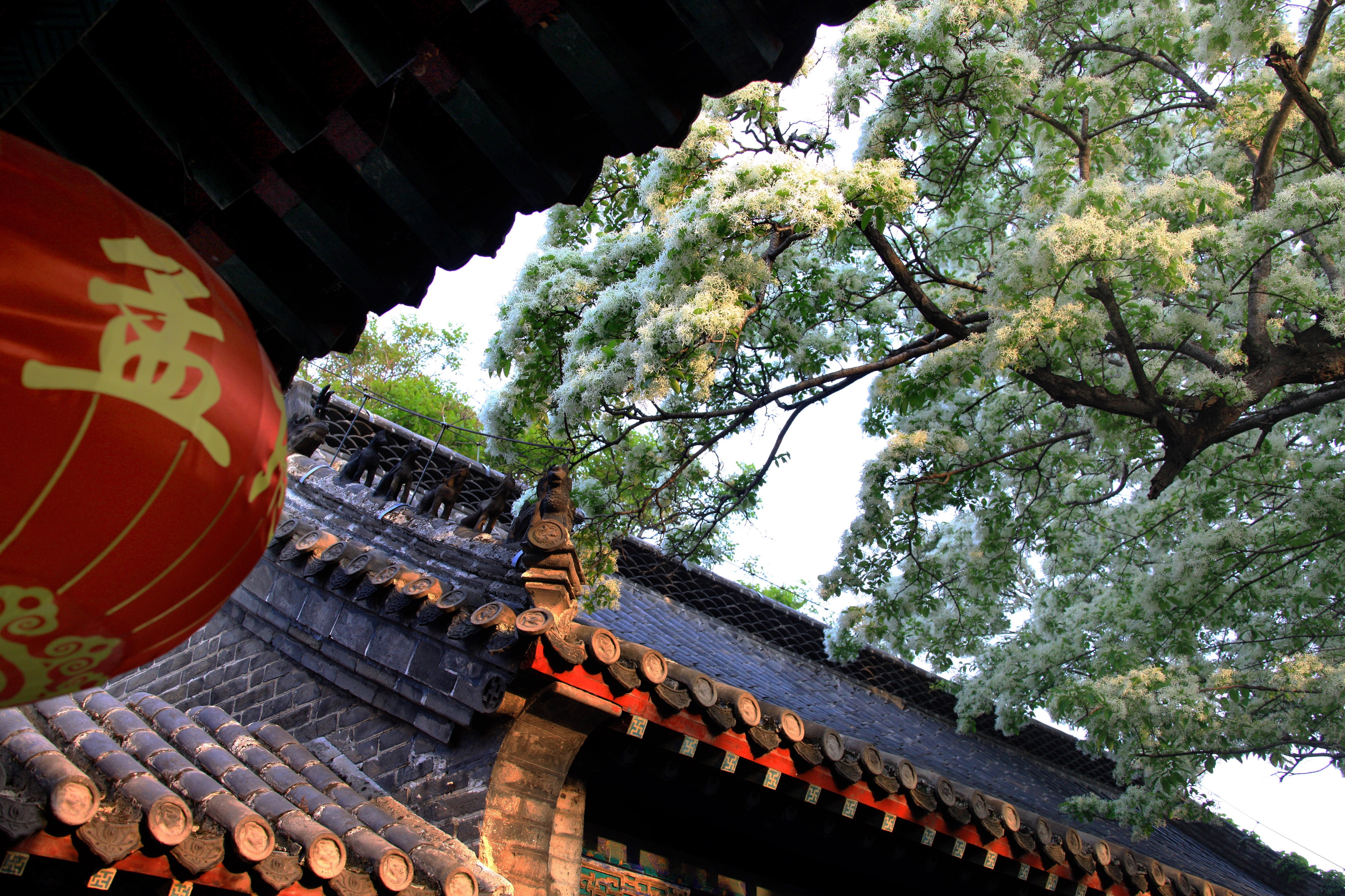 百年流苏花开千年孟府