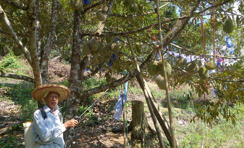 马来西亚的老大爷说老了老了还得亲自种猫山王榴莲