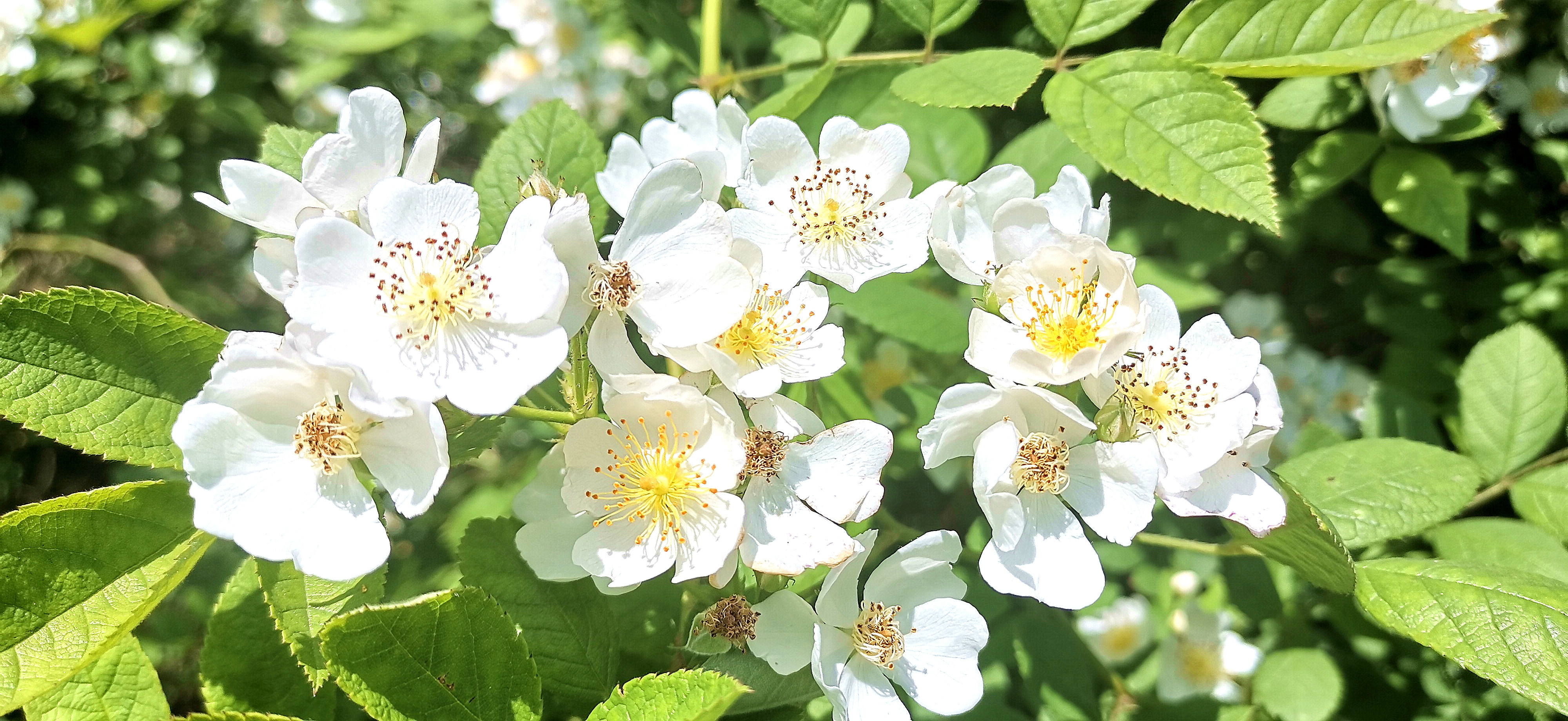 吉安视觉:后河味道的白色野蔷薇花开烂漫