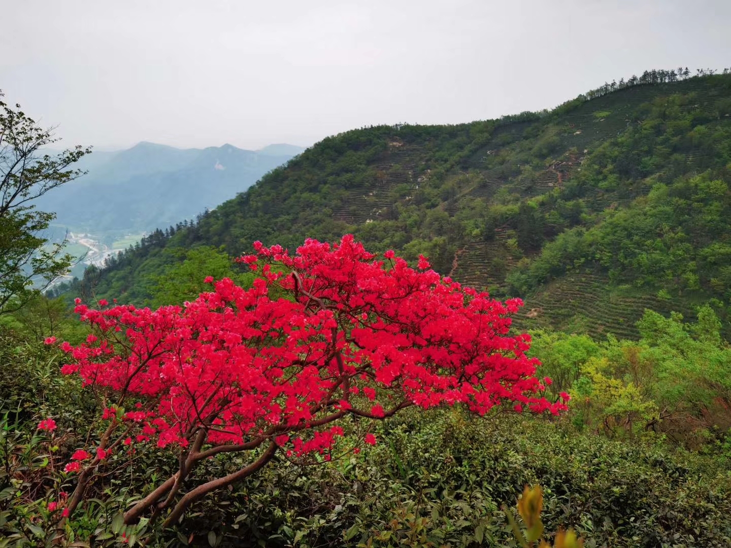 信阳老寨山上的红杜娟,火红的颜色烧着了天!__凤凰网