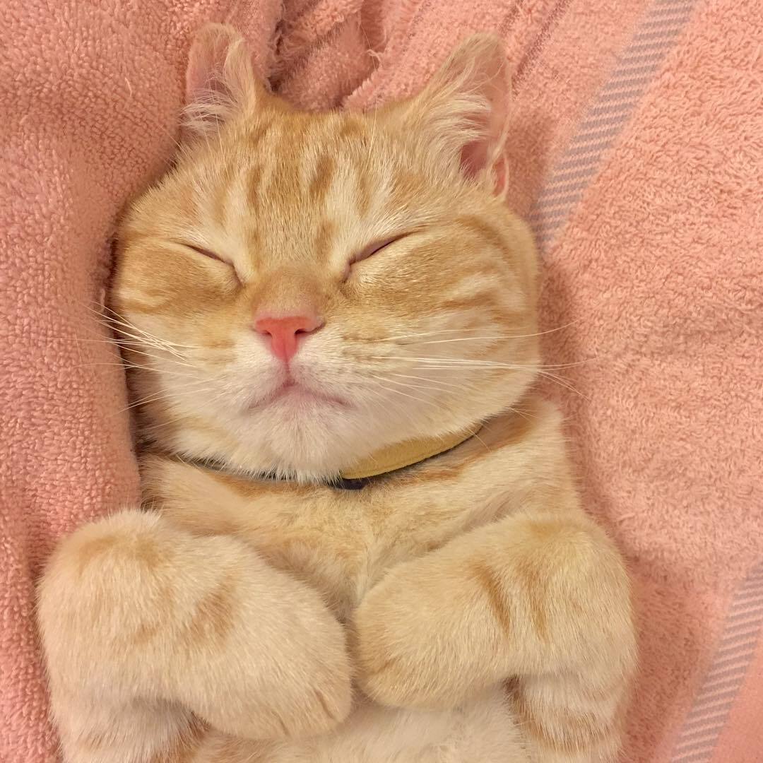 橘黄色毛发的英国短毛猫算橘猫吗