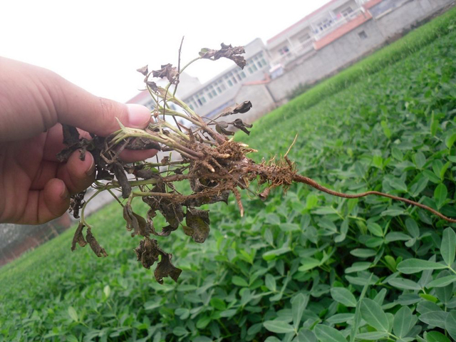 花生如何防治根腐?根腐用哪个药可以治好?重茬根腐的药剂!__凤凰网