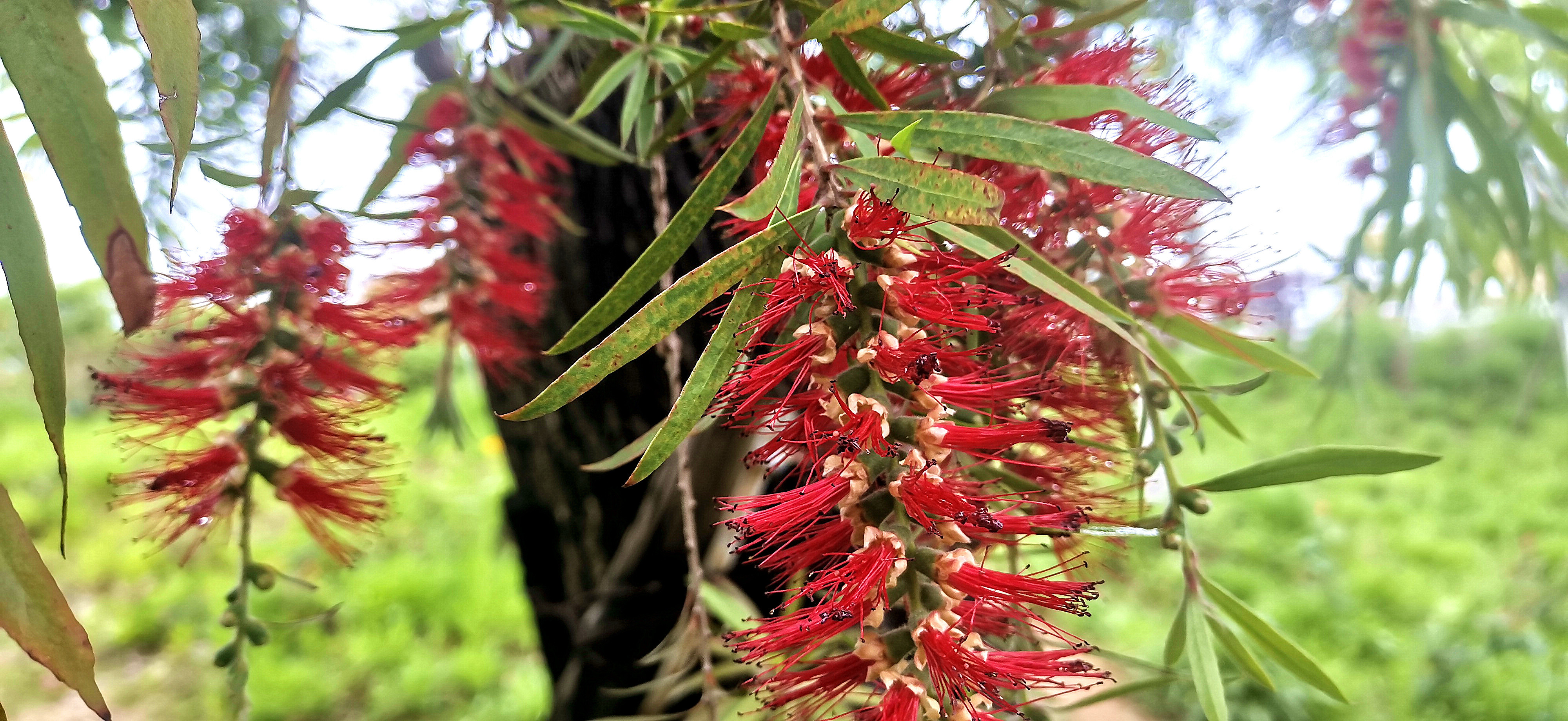 吉安视觉后河味道的柳叶红千层鲜艳如火潇洒自然