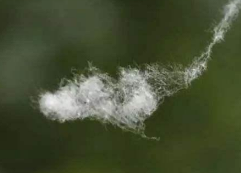 柳絮杨絮满天飞,过敏星人哭瞎了!(奇怪的知识也增加了!)__凤凰网