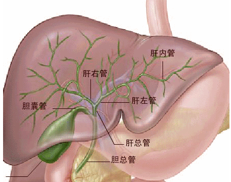 臨床上一般對症狀較輕微的急性結石性膽囊炎,可考慮先用非手術療法