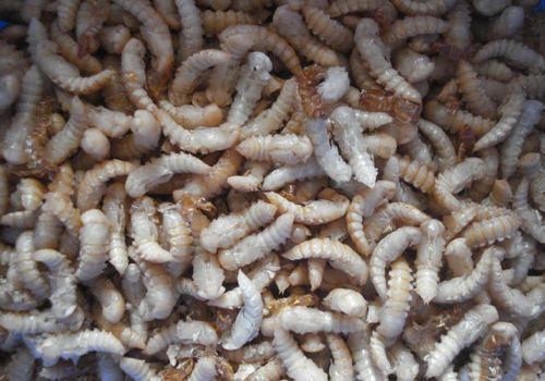 养殖黄粉虫在化蛹期挑蛹特别麻烦,介绍几种常用的挑蛹方法