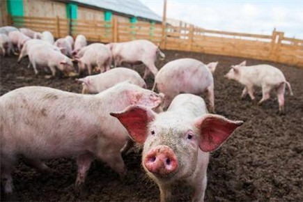 官方答复：养猪需办哪些手续？有哪些优惠政策？