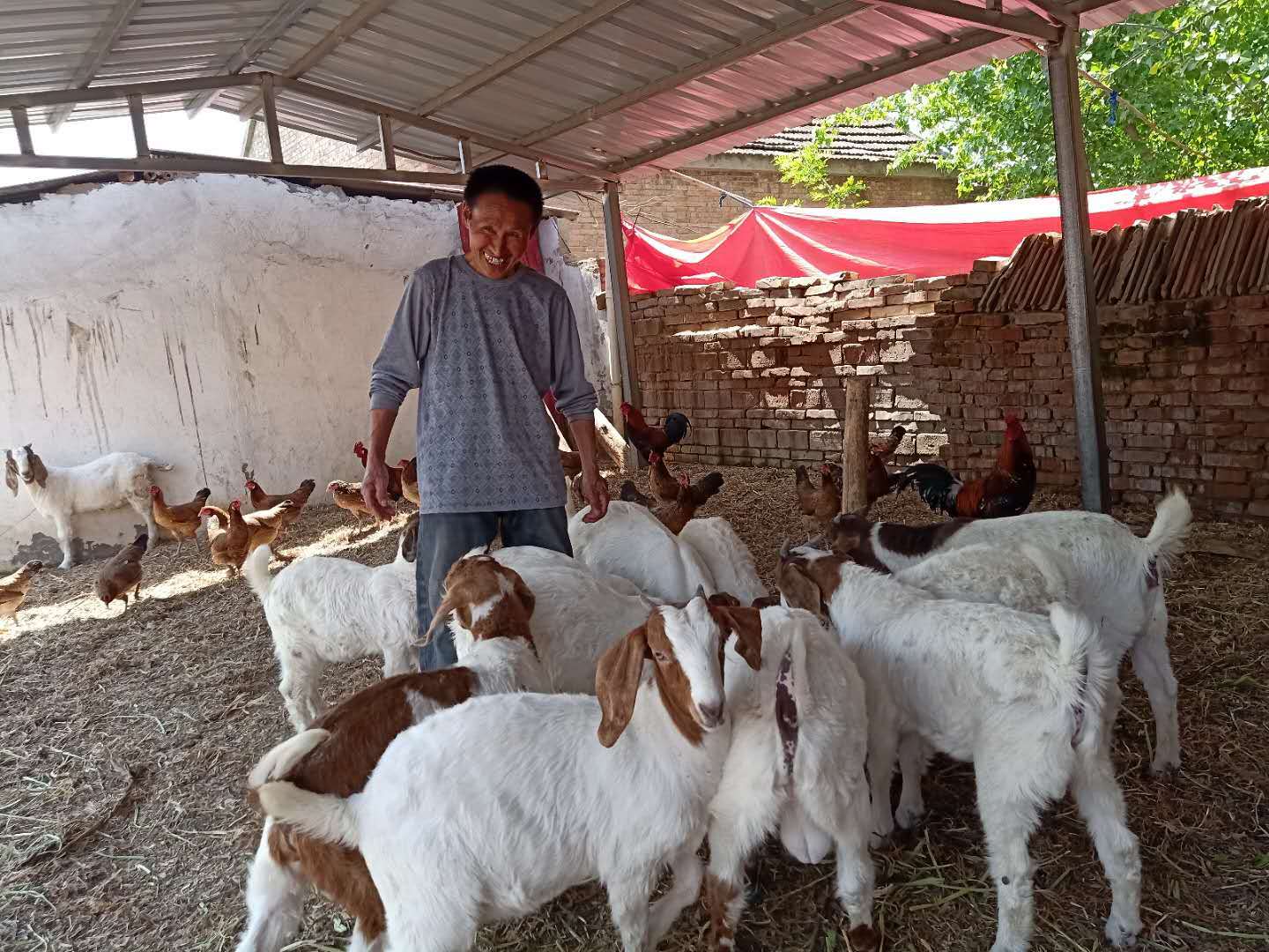 羊倌王国治的脱贫记__凤凰网