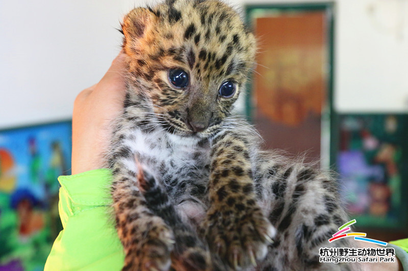 最萌小奶猫杭州野生动物世界珍稀金钱豹双胞胎满月亮相