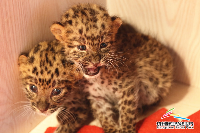 杭州野生动物世界珍稀金钱豹双胞胎满月亮相!__凤凰网