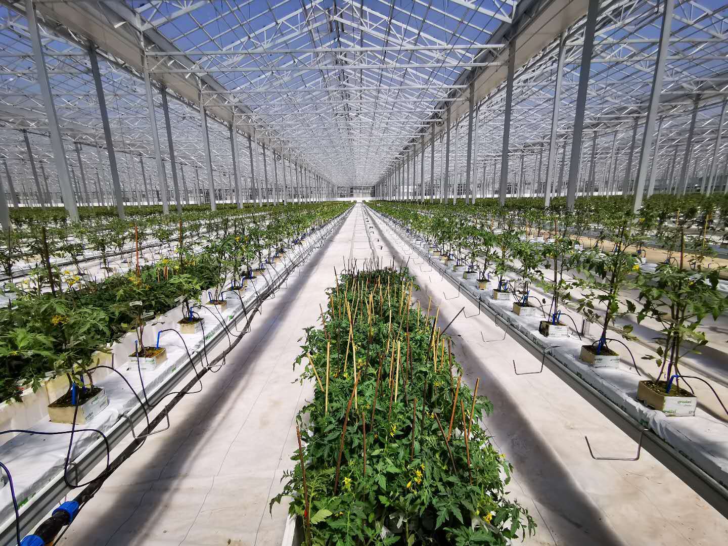 11个足球场大的蔬菜大棚让人大开眼界__凤凰网