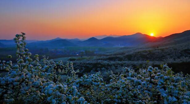 "生态花海 梨韵澄州"|2020中国海城第二届梨花艺术节盛大开幕