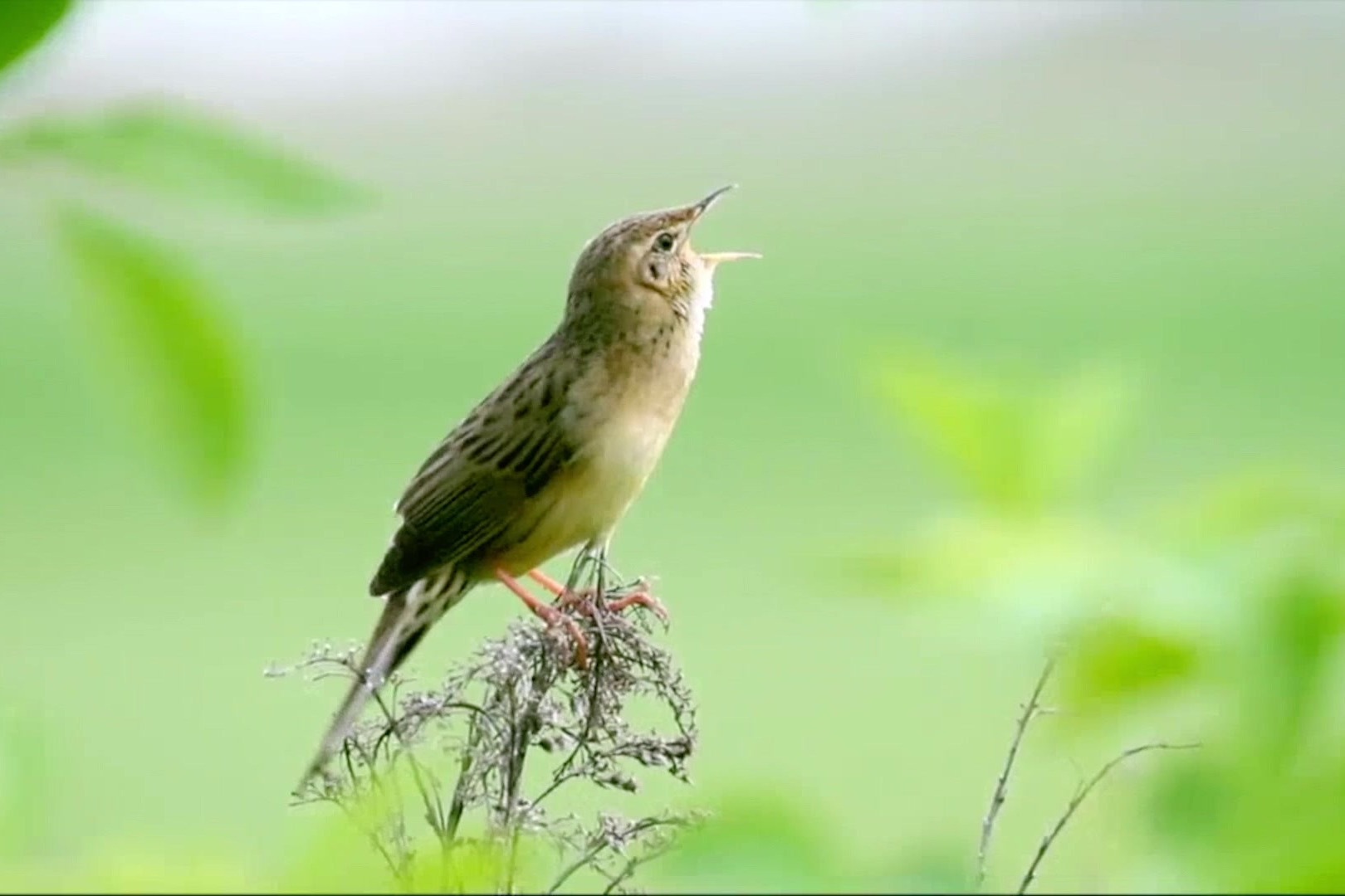 可可爱爱的小鸟方尾鹟，叫声好听又活泼_凤凰网视频_凤凰网