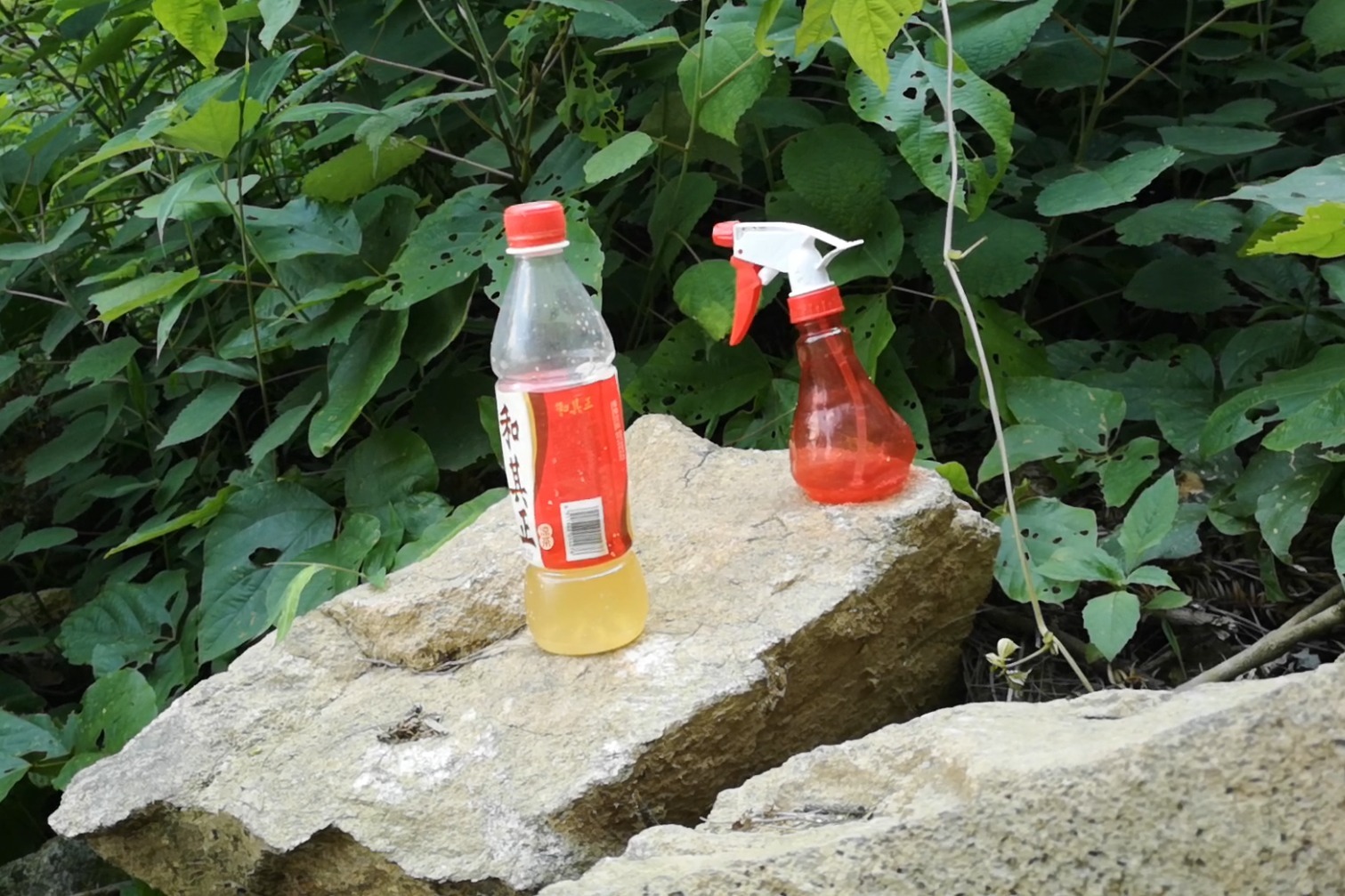 诱蜂水能引来蜜蜂吗?看村夫配的诱蜂水效果怎么样_凤凰网视频_凤凰网