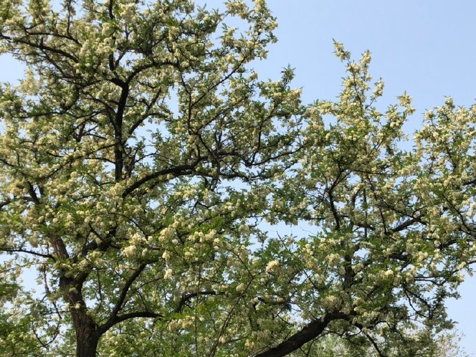 五一玉渊潭盛开的洋槐花__凤凰网