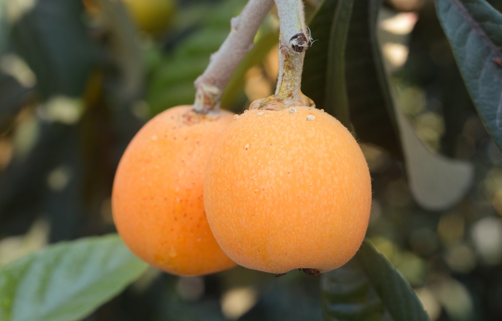 "五一"劳动节 仁寿文宫枇杷惊艳亮相成都__凤凰网