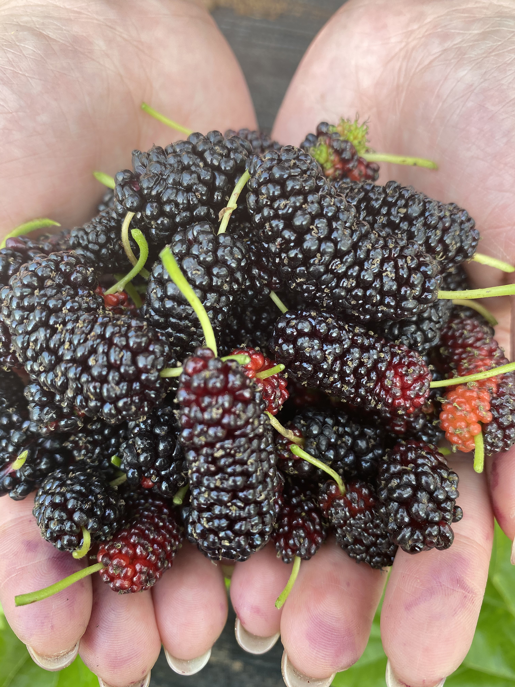 桑茶基地采桑葚 ,南充美女"五一"度假有创意